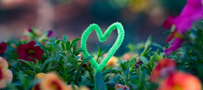 Love’s Fragrant Bloom